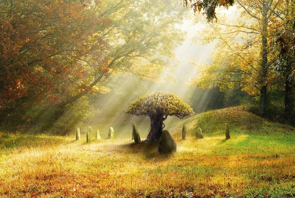 Волшебный осенний лес