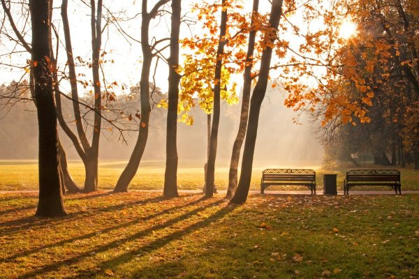 Утро осень парк