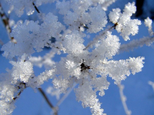 Иней на ветках деревьев