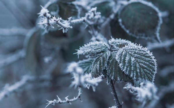 Ветви в инее