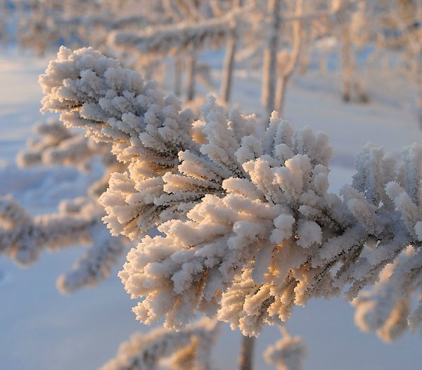 Зимняя ветка