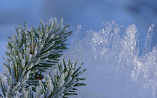 Заснеженная ветка