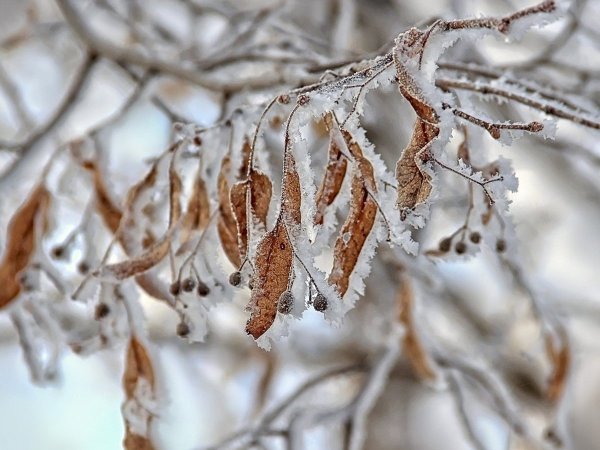 Иней на ветках