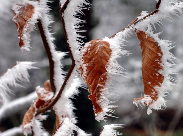 Иней на осенних ветках