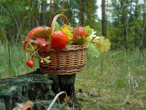 Корзина с грибами и ягодами