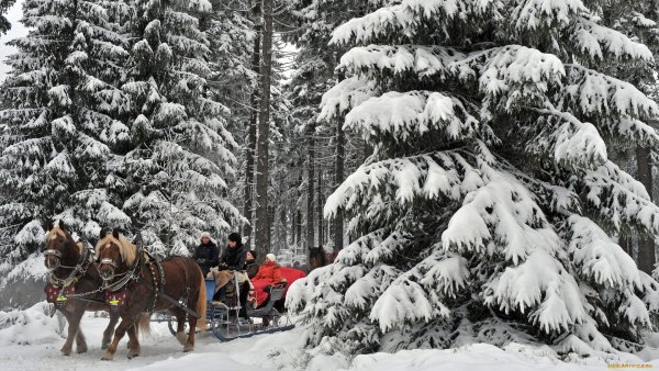 Лошадь в санях зимой