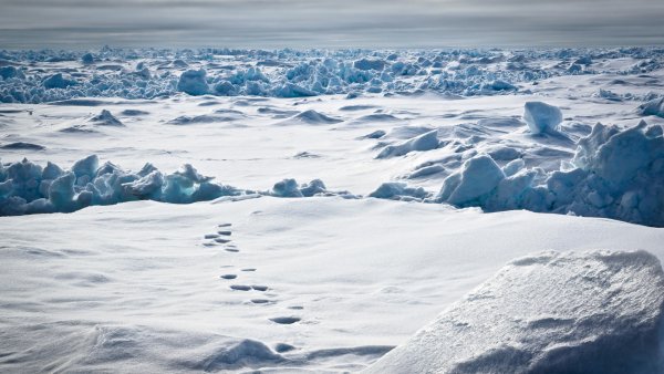 Ледяное поле