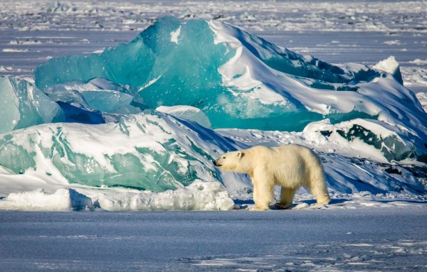 Северный Ледовитый океан белый медведь