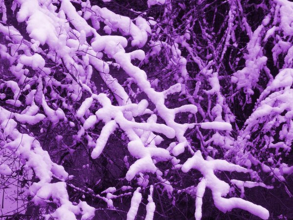 Фиолетовый снег