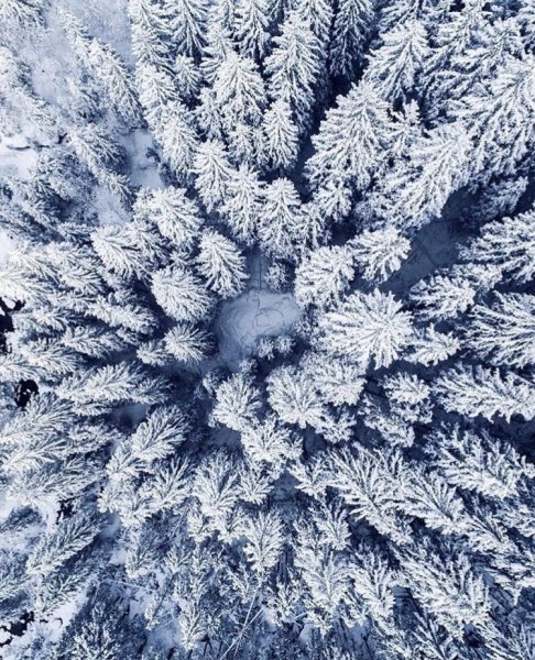 Зимний лес сверху