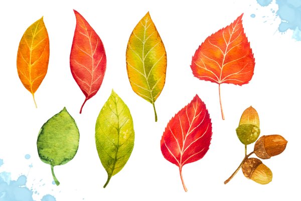 Осенние листья акварель