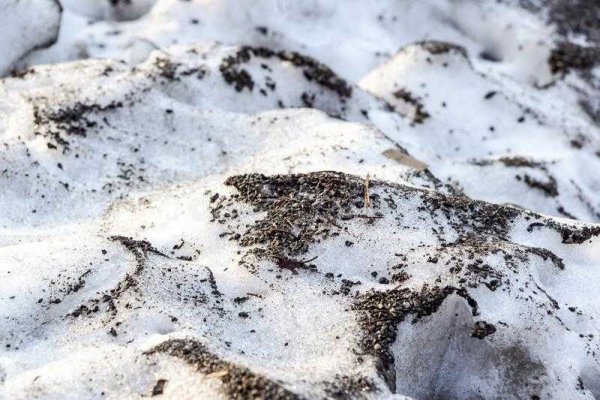 Черный снег весной