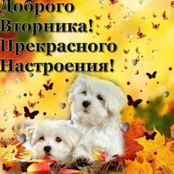 Доброе утро вторника