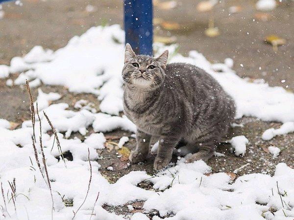 Выпал первый снег