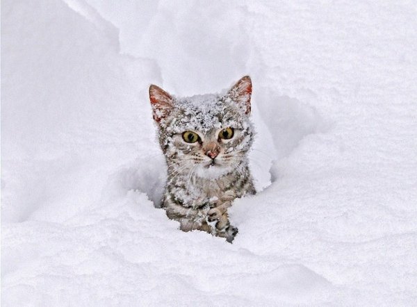 Смешной кот в снегу