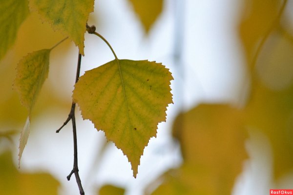 Берёза листья