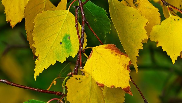 Осенняя береза листья березы