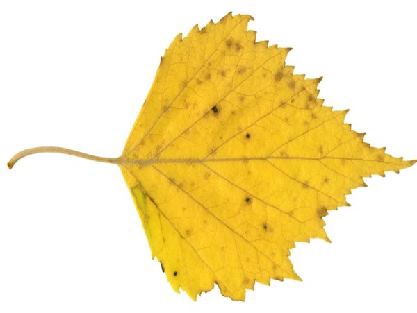 Берёза листья