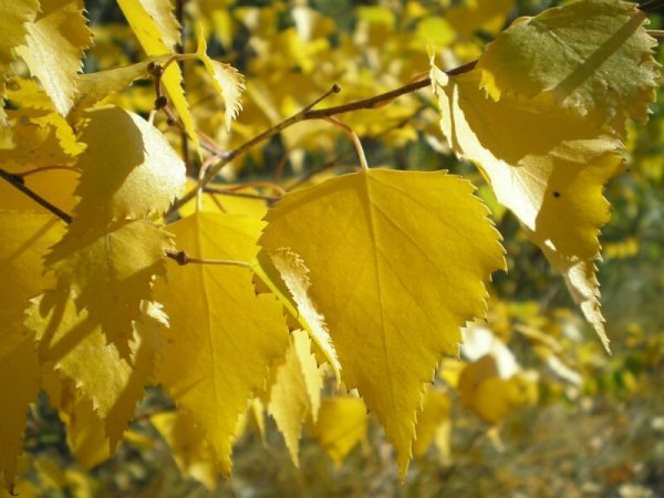 Листья березы осенью