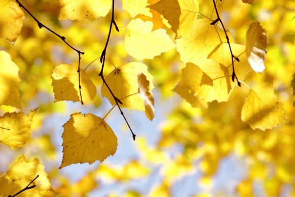 Лист березы желтый