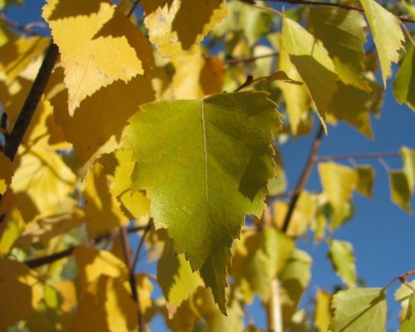 Березовый лист осенью