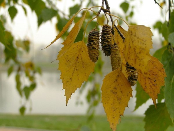 Береза повислая осень