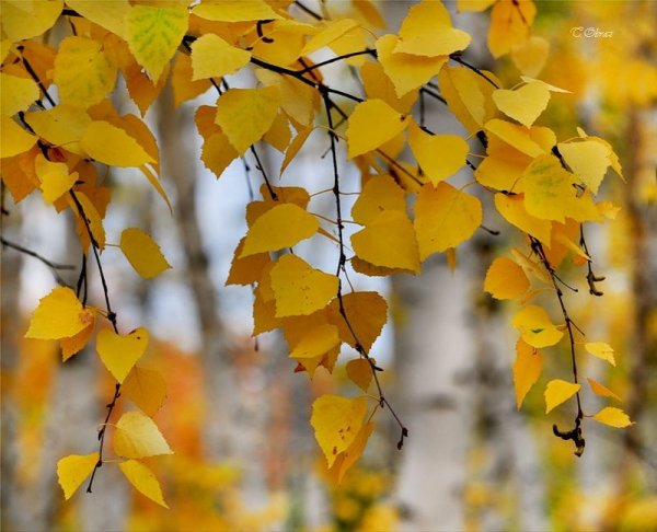 Листья березы осенью