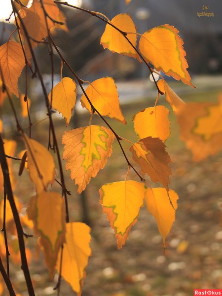 Листья березы осенью