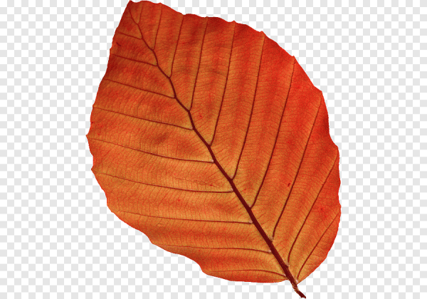 Береза с коричневыми листьями