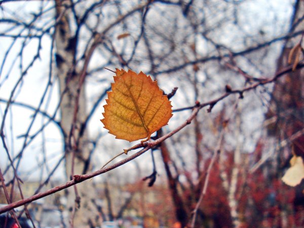 Листья березы осенью