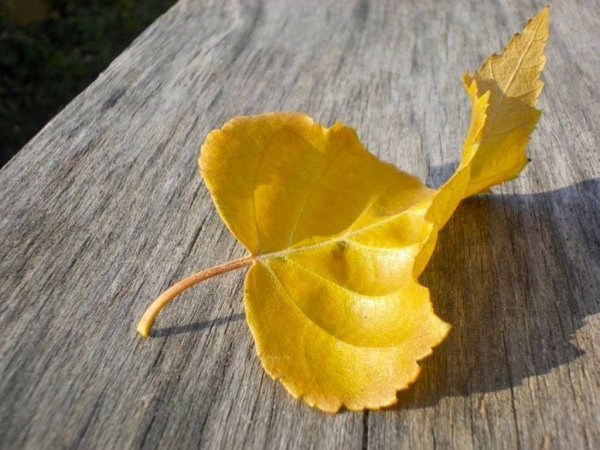 Лист березы желтый