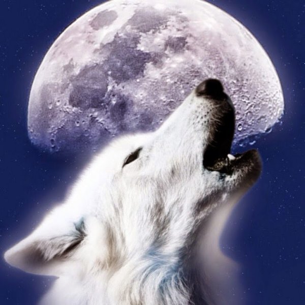 Белый волк воет на луну