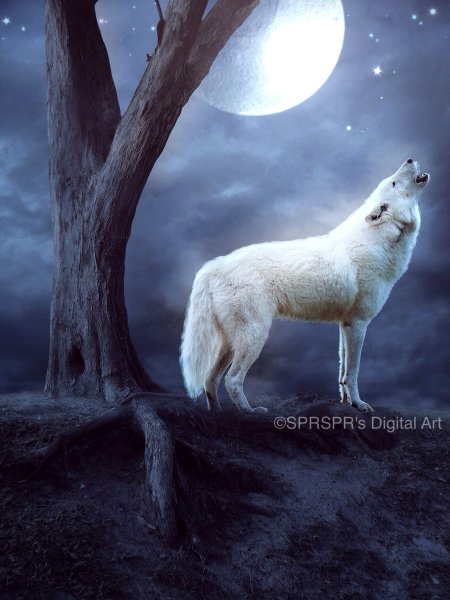 Белый волк и Луна