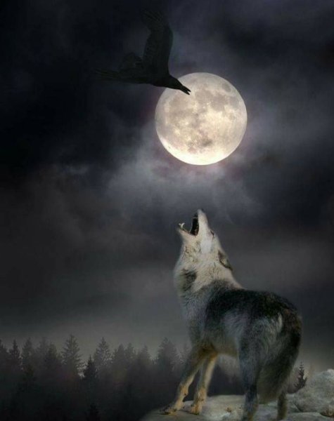 Волк в ночи