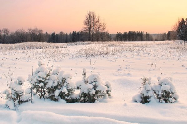 Поле зимой