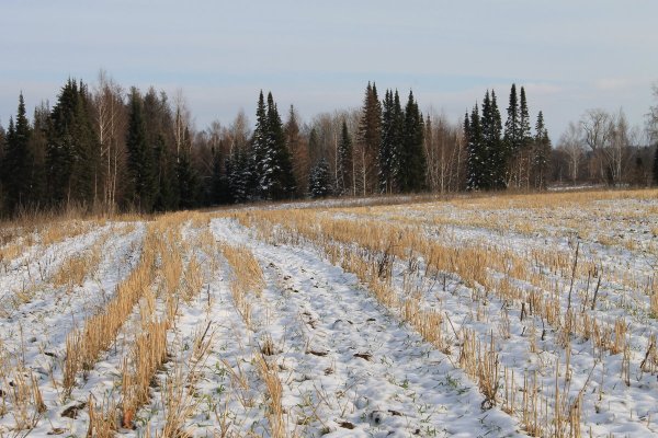 Первый снег в поле