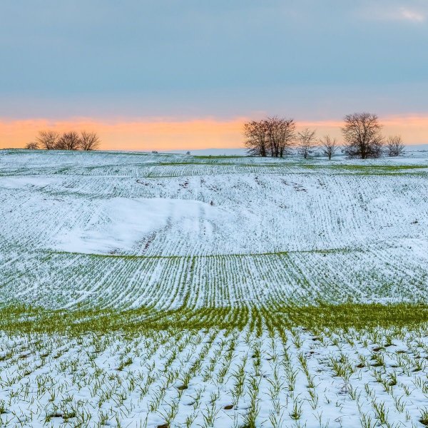 Озимая пшеница зимой