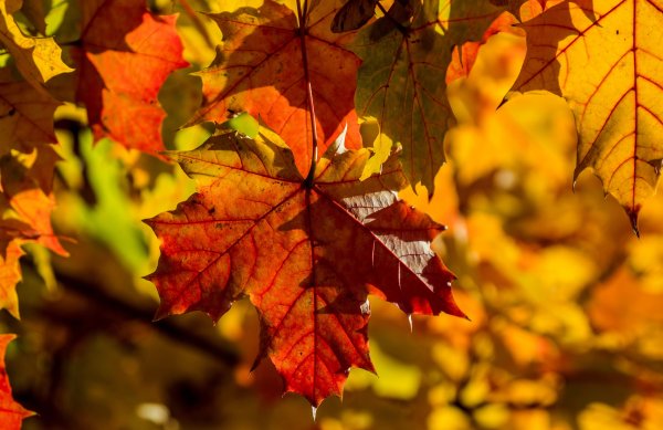 Осенние листья