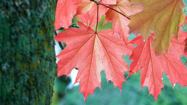 Клён листики клёна