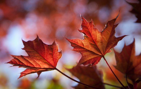 Кленовый лист осенью