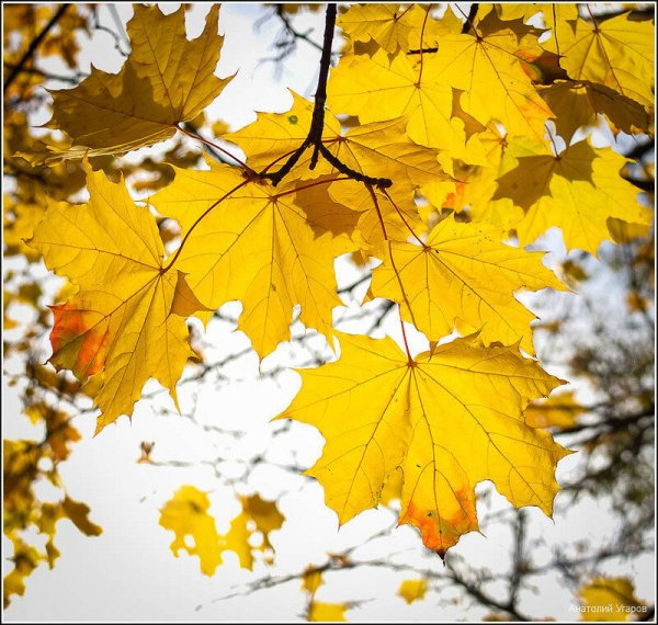 Желтые листья