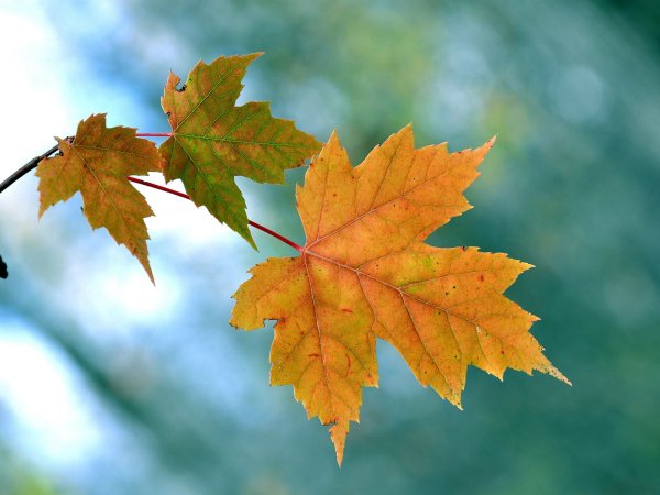 Осенний клен Заболоцкий