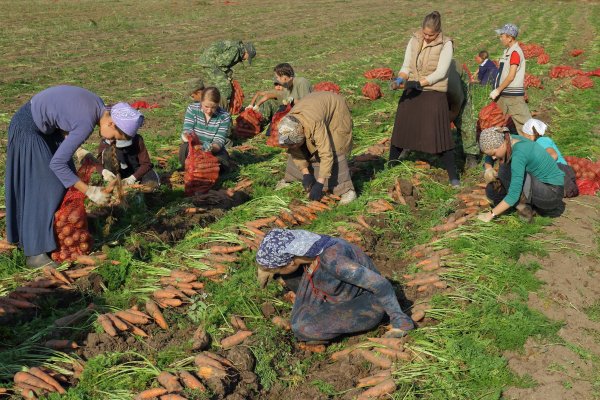 Осень сбор урожая