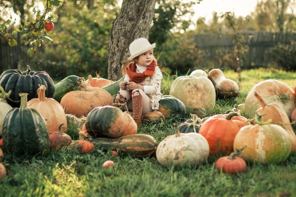 Сбор урожая