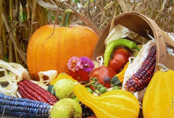 Богатый урожай