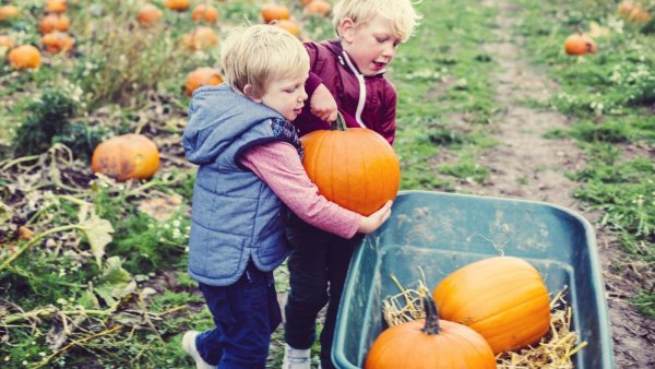 Сбор урожая