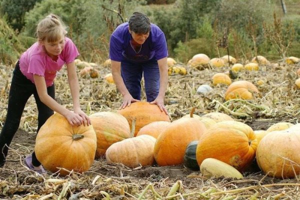 Осень сбор урожая