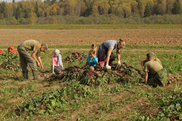Сбор урожая