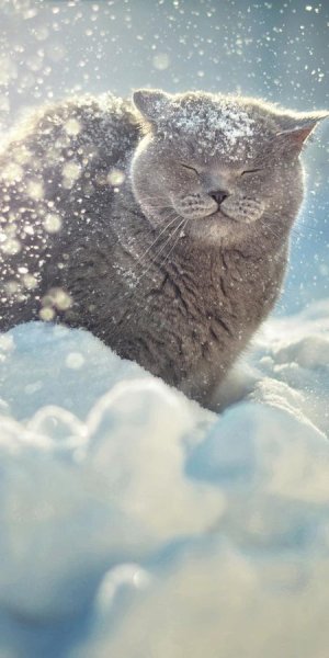 Котик в снегу