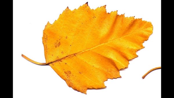 Берёза листья